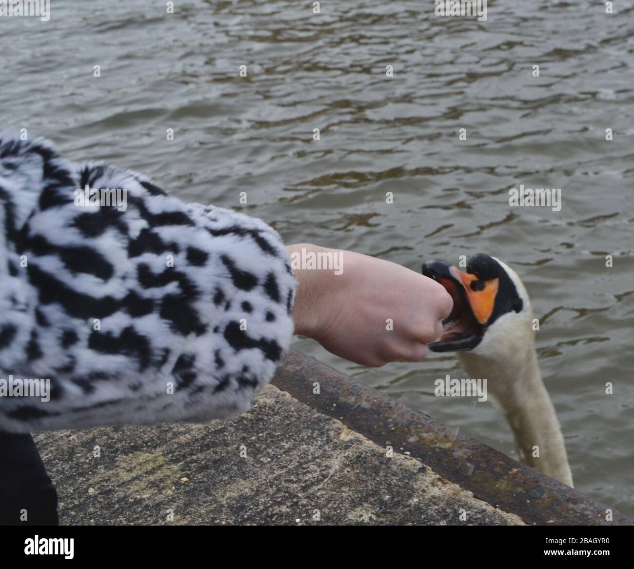 Ein weißer Mute-Schwan (Cygnus olor) streckt sich den Hals und beißt die Hand einer Frau, die ihn füttert Stockfoto