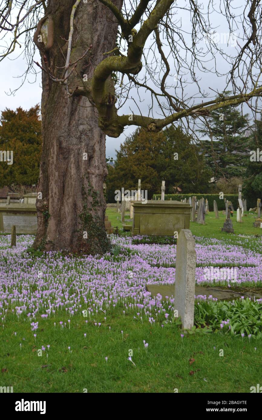 Violette Krokusblüten am Fuß eines Baumes auf einem Friedhof: Steingrabsteine und Gräber, Winterzweige ohne Blätter und winzige hübsche Fliesenblüten Stockfoto