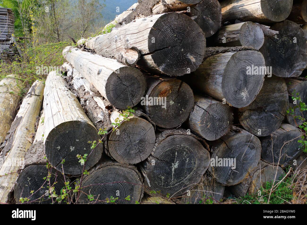 Douglas Baumstämme, die im Freien trocknen Stockfoto