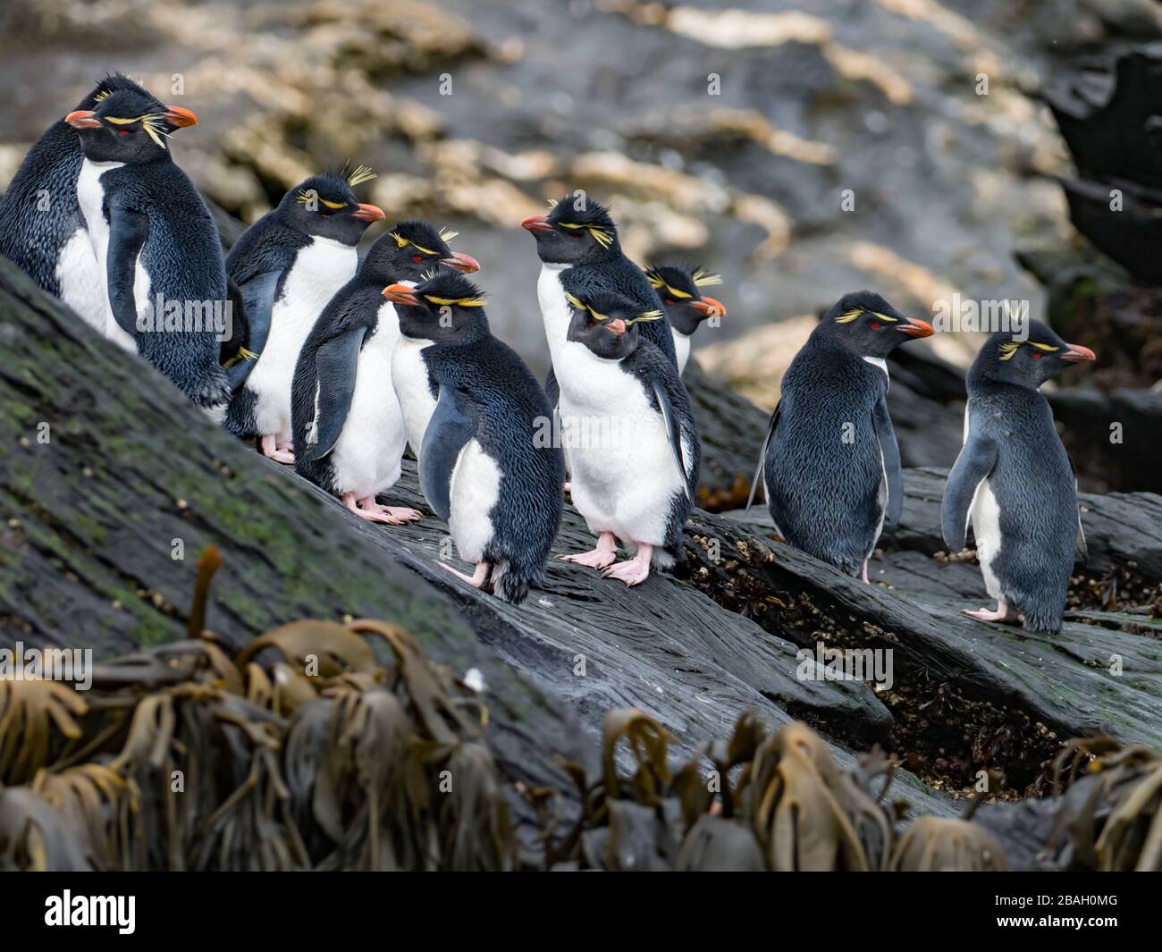 Southern Rockhopper Penguin, Eudyptes chrysocome, auf Staten Island, Argentinien Stockfoto