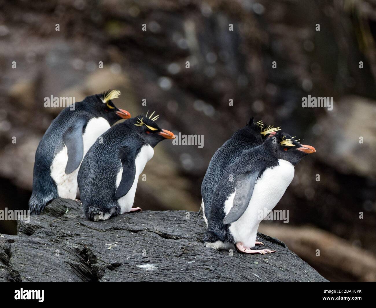 Southern Rockhopper Penguin, Eudyptes chrysocome, auf Staten Island, Argentinien Stockfoto