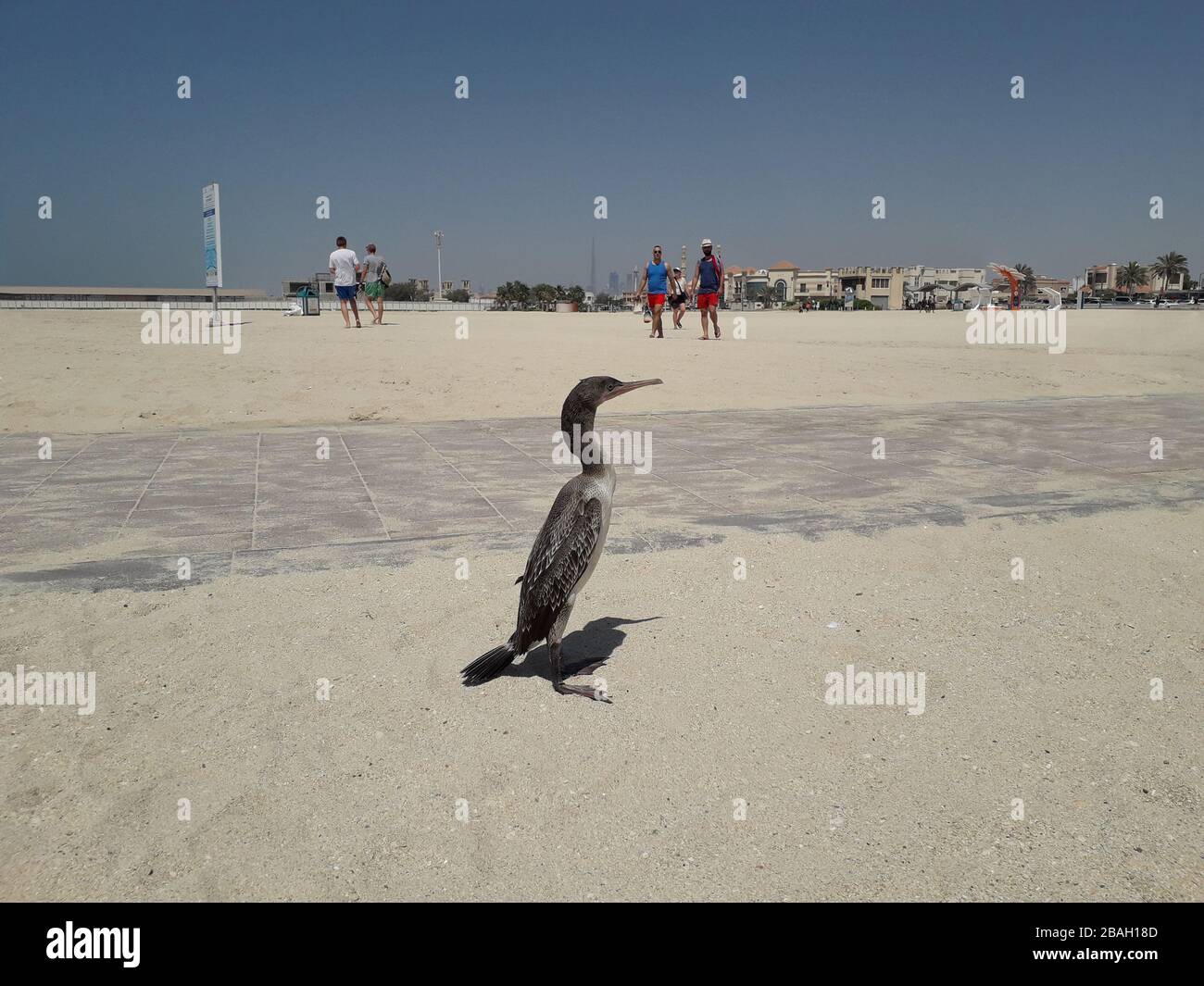 Cormorant schlendern entlang des Sandstrands in Dubai. April 2018. Aufnahme mit einer Telefonkamera. Redaktionell Stockfoto