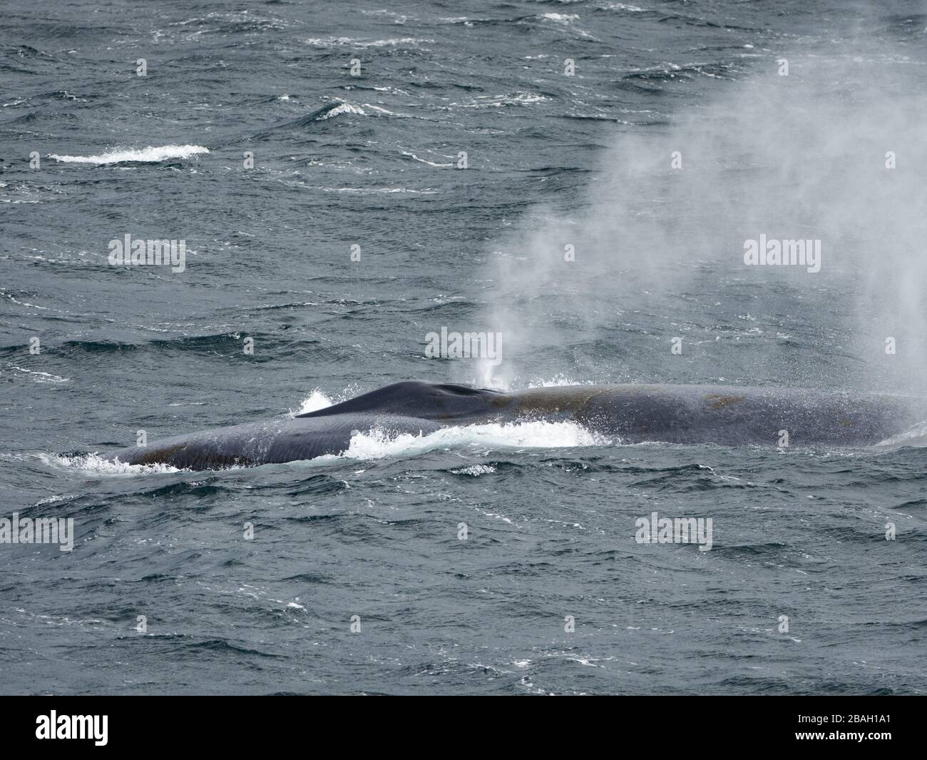 Blauwal, Balaenoptera Musculus, vor der Küste der Südgeorgien-Insel Stockfoto