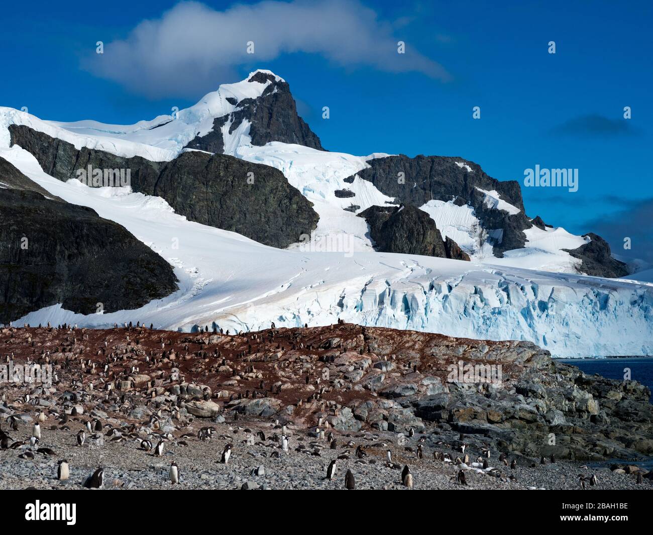 Gentoo Penguin Kolonie auf Cuverville Island auf der Antarktikhalbinsel Stockfoto