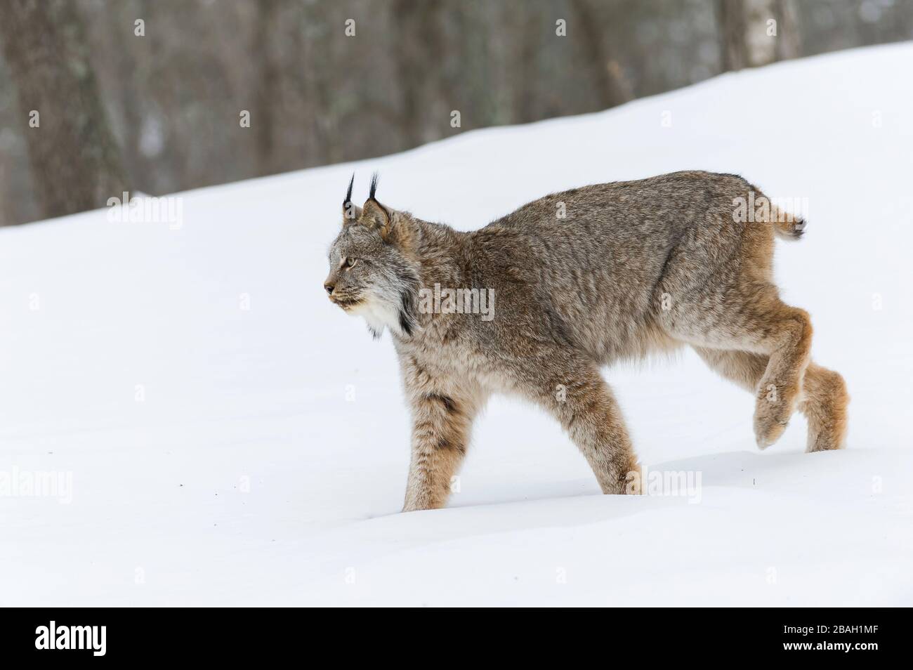 Canada Lynx (Lynx canadensis), Winter, Nordamerika, von Dominique Braud/Dembinsky Photo Assoc Stockfoto