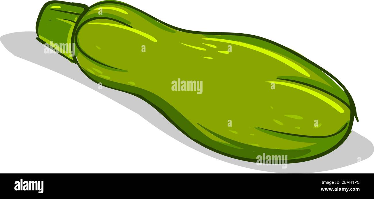 Zucchini flach, Abbildung, Vektor auf weißem Hintergrund Stock Vektor