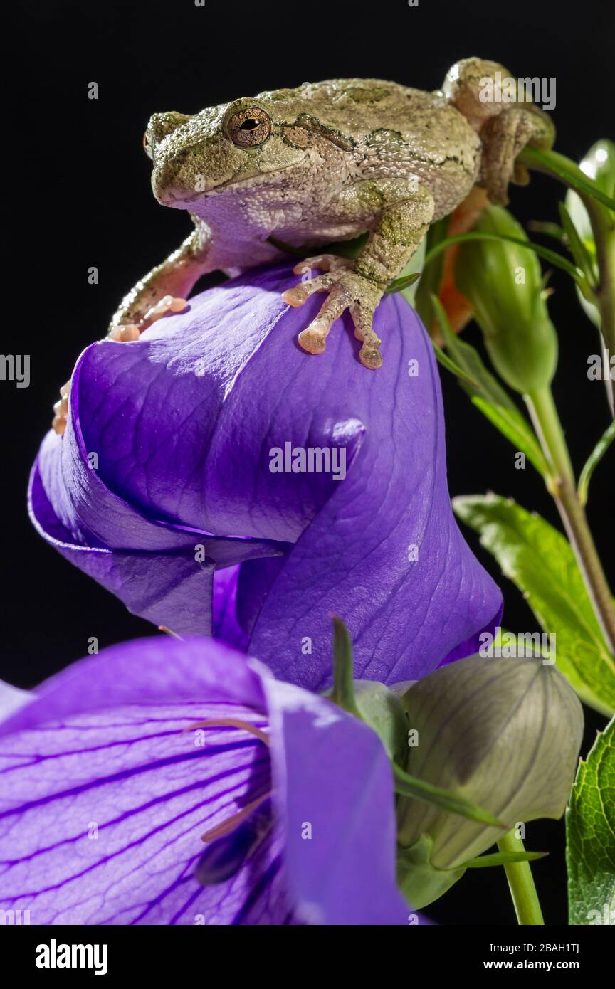 Grauer Baumfrosch (Hyla versicolor) auf blühender Ballonblume (Platycodon grandiflorus), im mittleren Westen der USA, von Dominique Braud/Dembinsky Photo Assoc Stockfoto