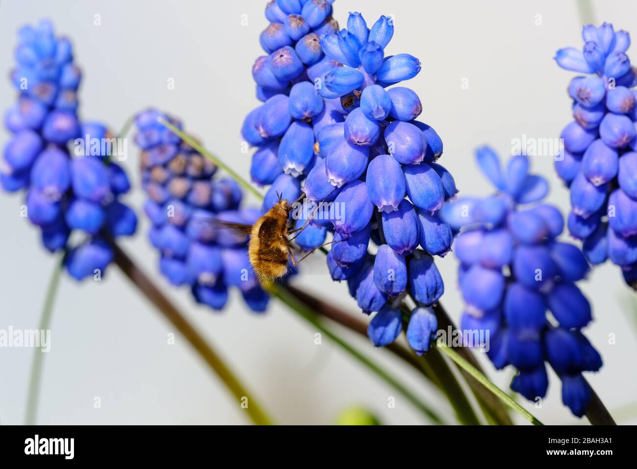 Dunkel umrandete Bienenfliege (Bombylius Major), die Nektar aus Trauben-Hyazinthe-Blumen (Muscari) sammelt. Stockfoto