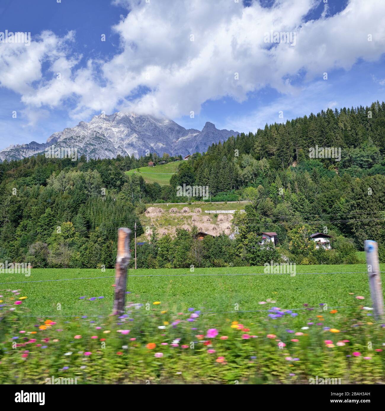 Bunte Wildblumen im Vordergrund verschwommen durch Fahrzeugbewegungen. In der Ferne erheben sich Berge über die bewaldeten Hügelketten bei Leogang, Österreich Stockfoto