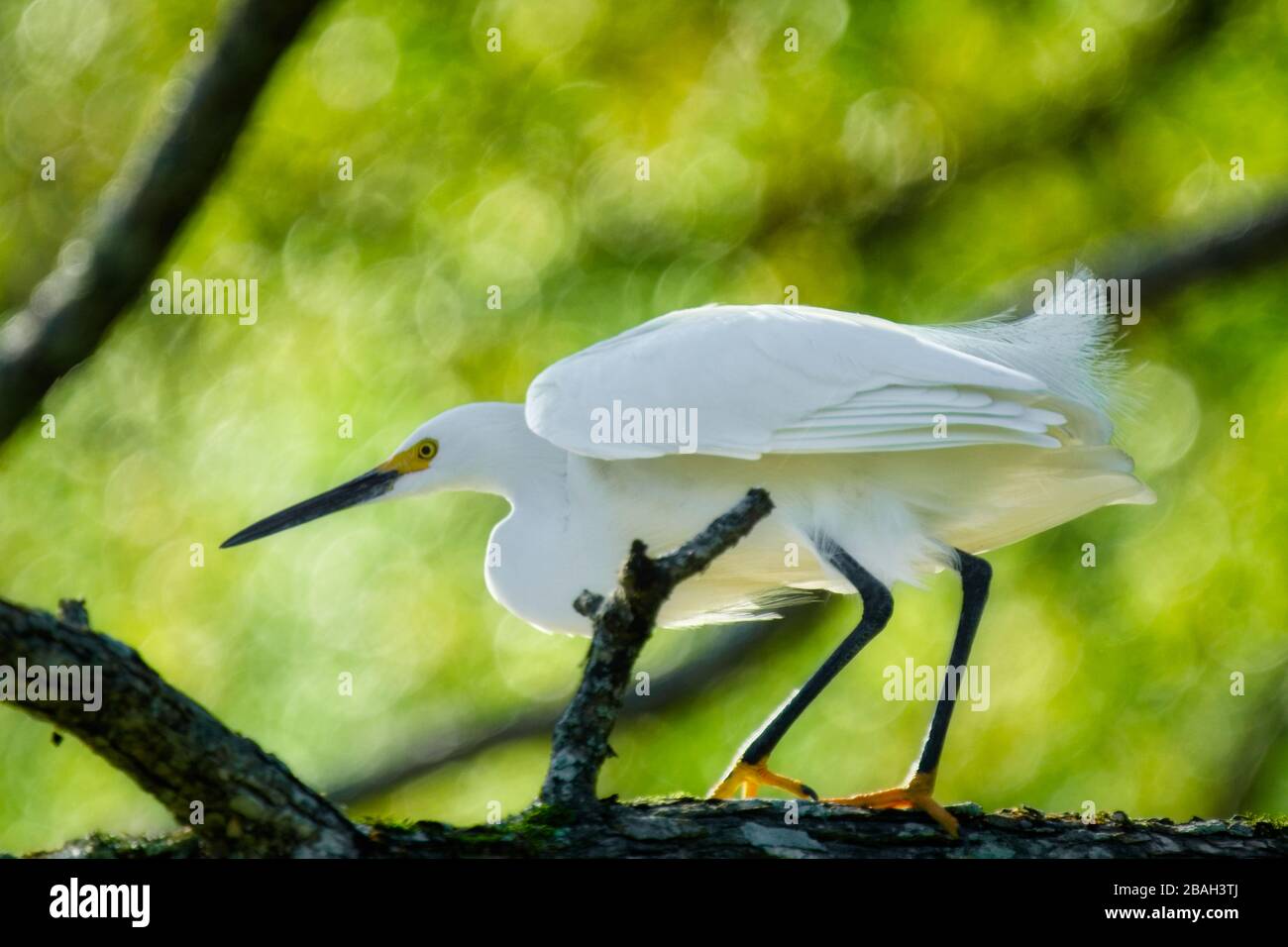 A Snowy Egret, (Egretta Thula,) genießt einen sonnigen Frühlingstag im Noxubee Wildlife Refuge in Mississippi Stockfoto