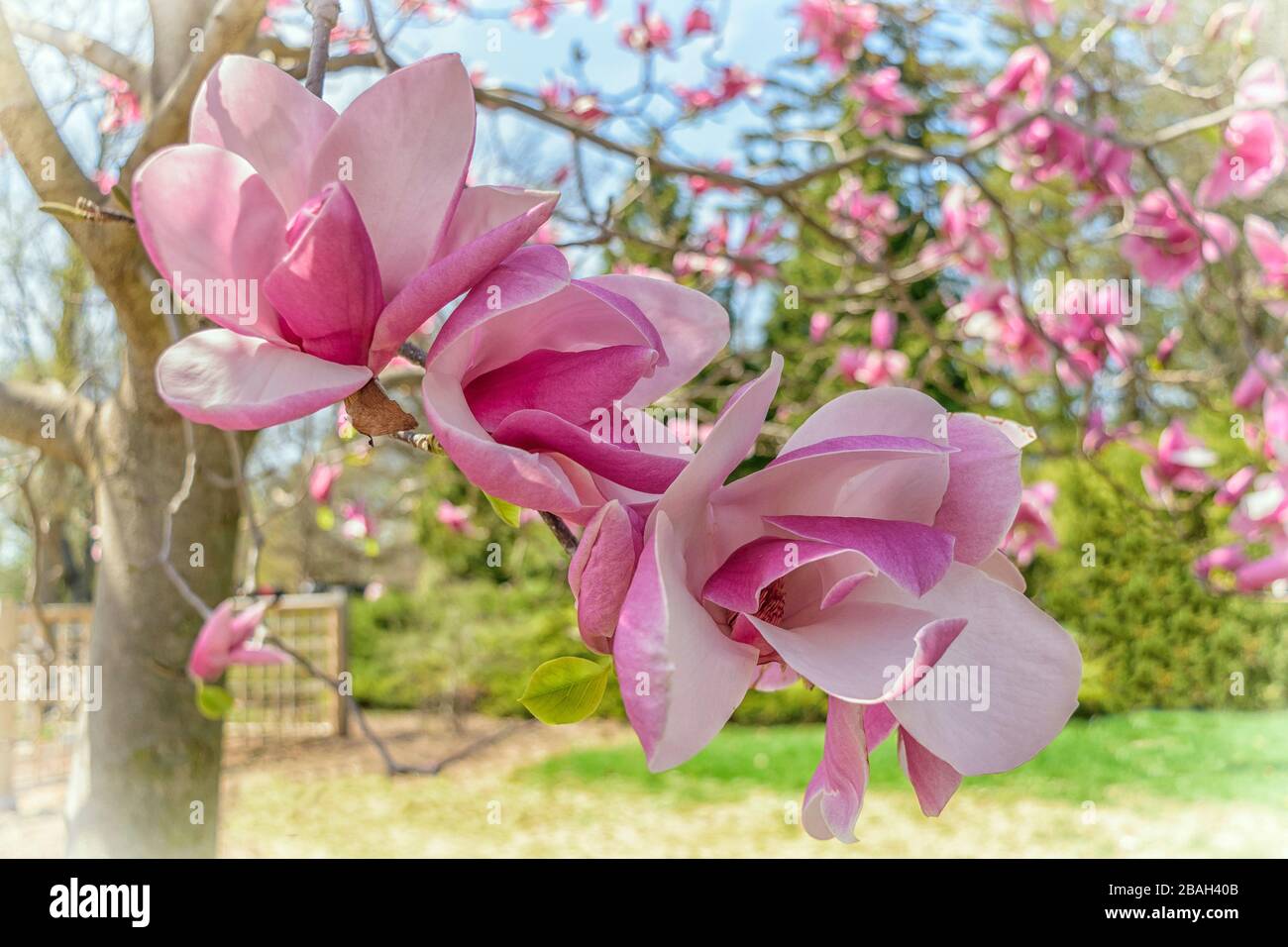 Rosa Magnolie blüht im Frühling. Untertasse-förmige pinkisch-weiße Blumen (Magnolie x Soulangiana) Stockfoto