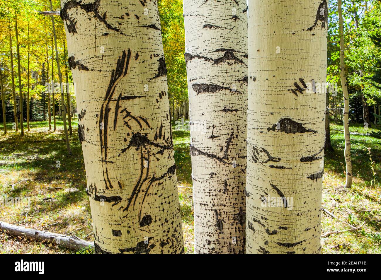 Bärenkralle markiert an einem Aspen-Baum, LaSal Mountains, Utah. Stockfoto