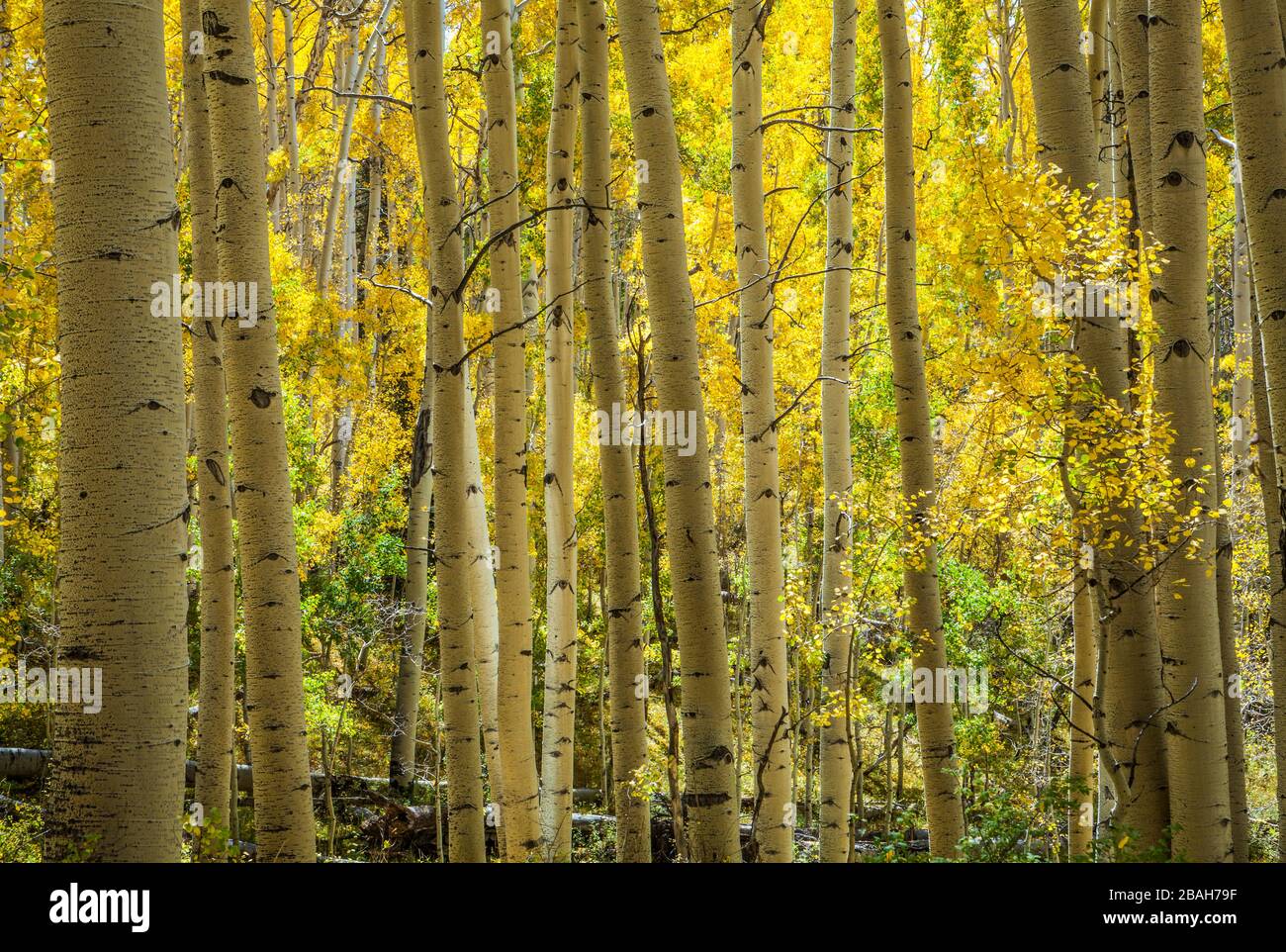 Aspen-Bäume in Herbstfarben, La Sal Mountains, Utah, USA. Stockfoto