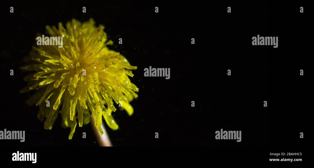 Einzelnes gelbes Löwenzahn auf schwarzem Hintergrund, linkes Drittel des Fotos Stockfoto