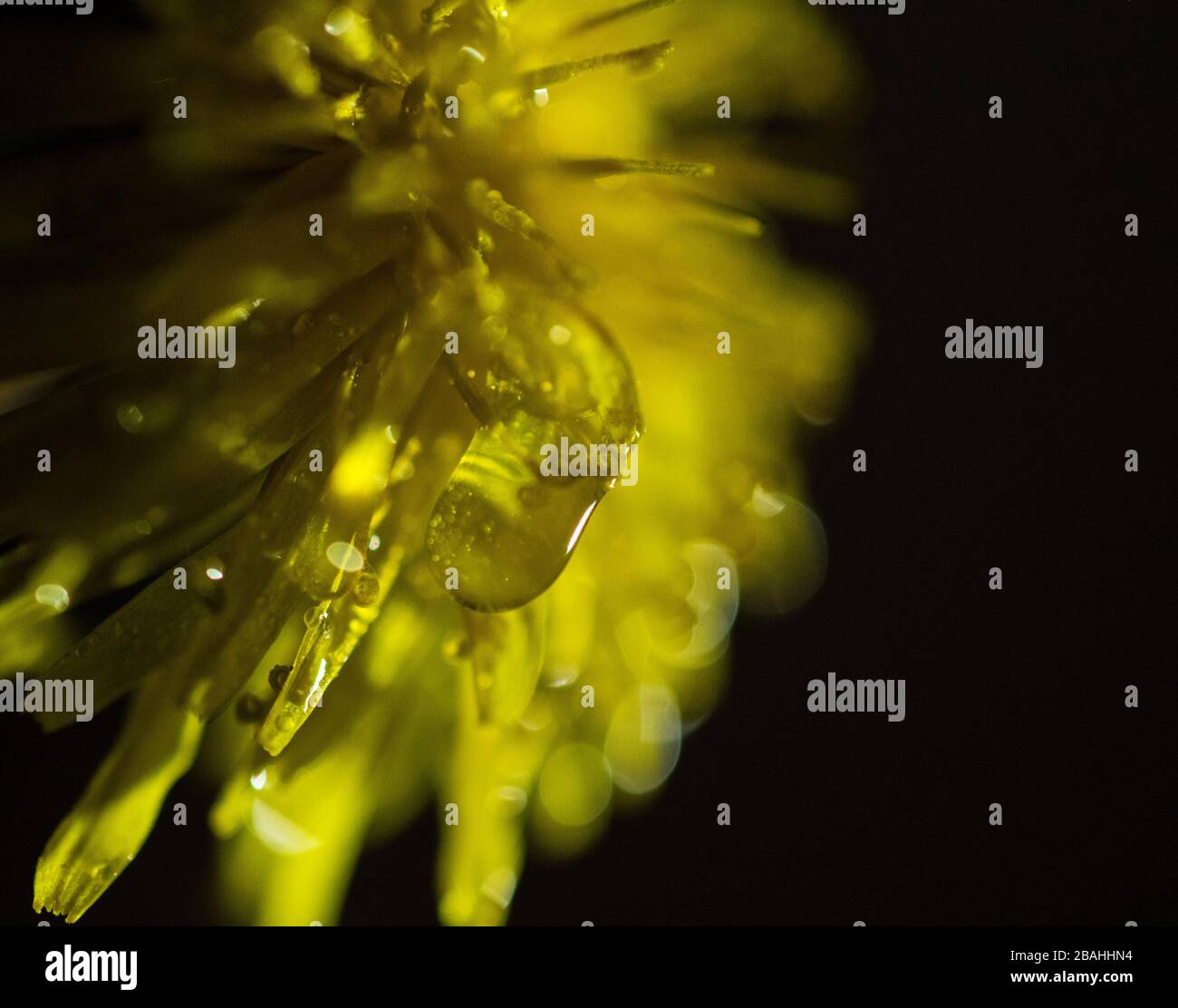 Wassertröpfchen auf einem gelben Dandelion Petal auf schwarzem Hintergrund Stockfoto