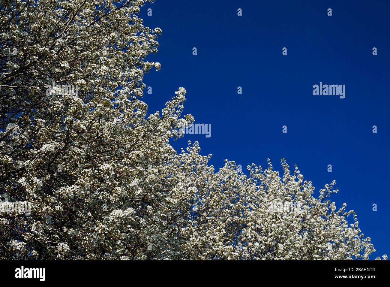 Blühende Hartriegelbäume Stockfoto