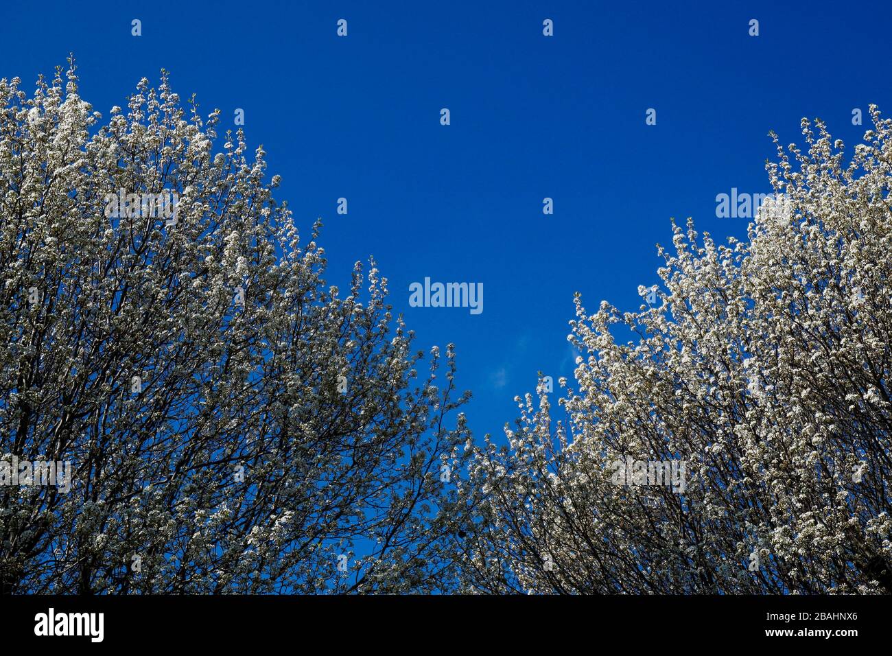 Blühende Hartriegelbäume Stockfoto