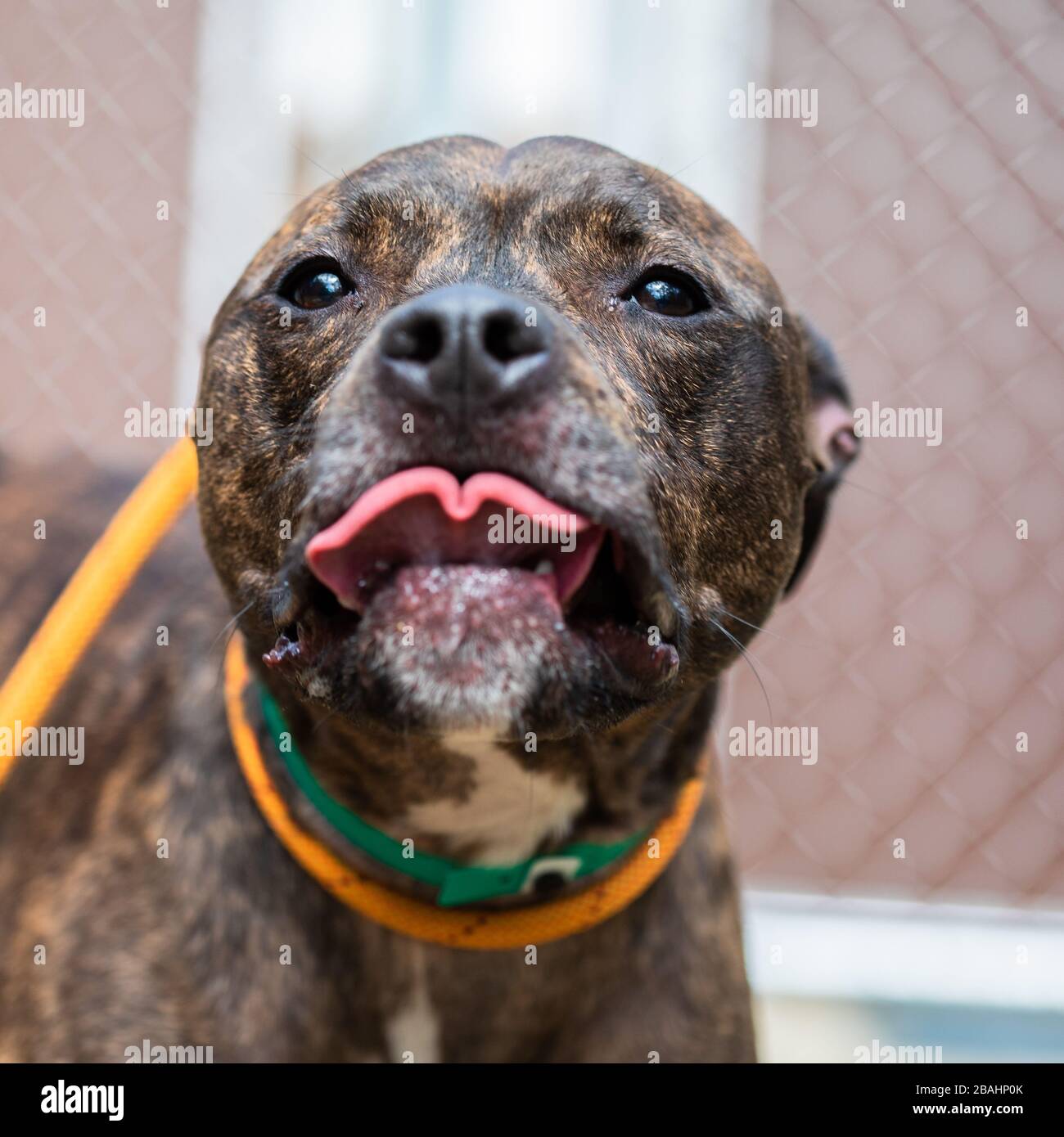 Erwachsener brauner Hund in einem Tierheim Stockfoto