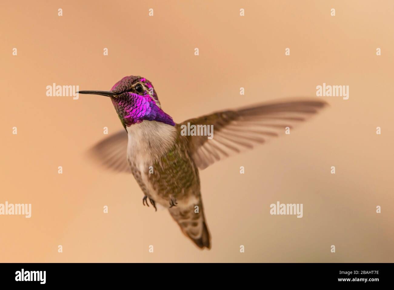 Costa Hummingbird im Flug Stockfoto