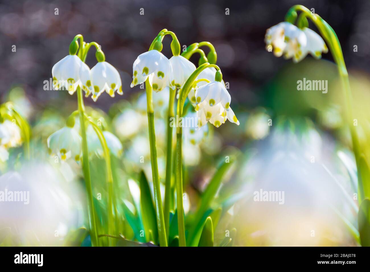 Weiße, schneebedeckte Blumen, die auf der Waldglade blühen. Schöne, von der Seite beleuchtete Naturlandschaft. Sonnige Wetter im Frühling Stockfoto