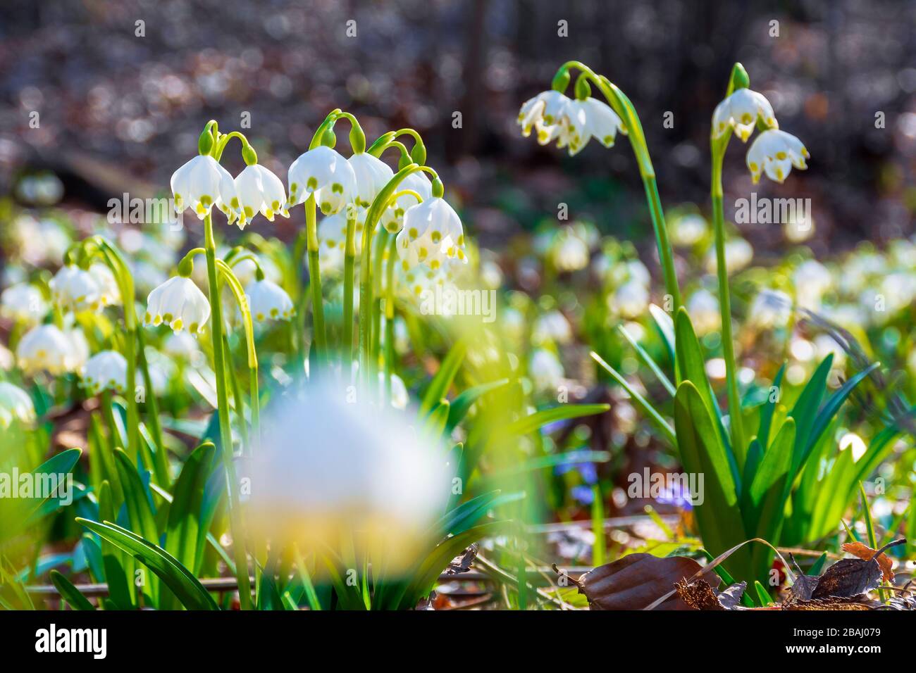 Weiße, schneebedeckte Blumen, die auf der Waldglade blühen. Schöne, von der Seite beleuchtete Naturlandschaft. Sonnige Wetter im Frühling Stockfoto