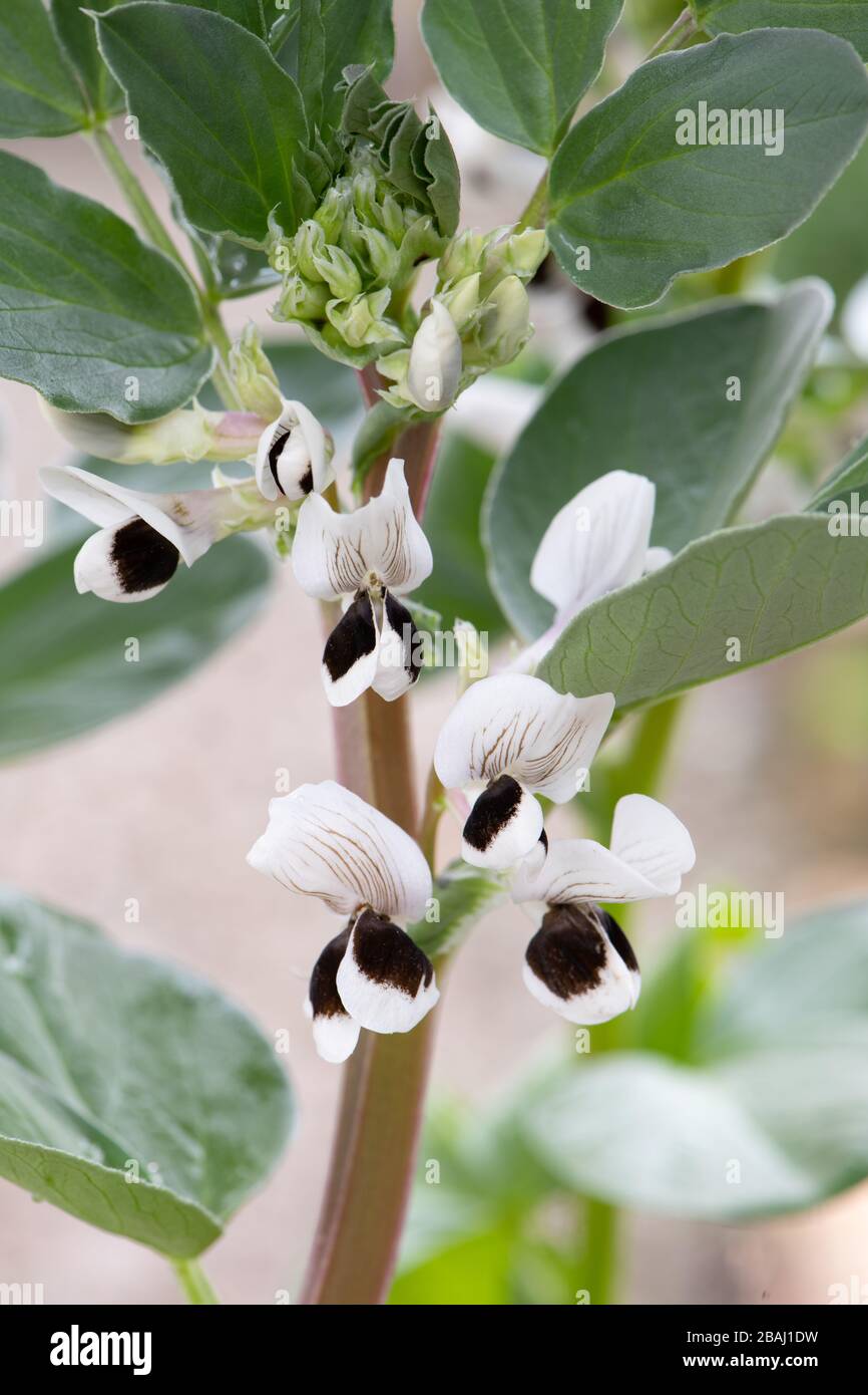 Breite Bohnenpflanze "Broad Bean Masterpiece Green longpod" in Blume Stockfoto