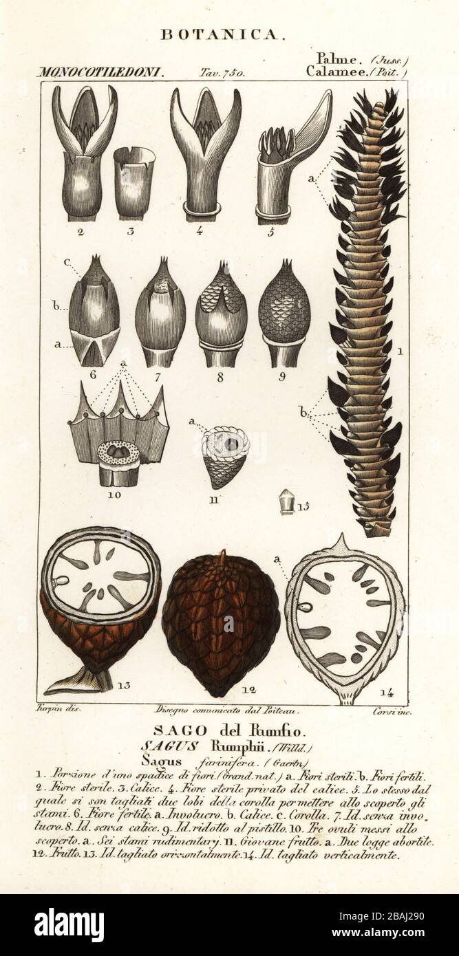 Frucht der echten Sago Palme, Metroxylon sagu. (Sagus rumphii, Sagus farinifera, Sago del rumfio.) Handfarbige Kupferstichgravur von Antoine Laurent de Jussieus Dizionario delle Scienze NATURALI, Wörterbuch der Naturwissenschaften, Florenz, Italien, 1837. Von Corsi gravierte Illustration, gezeichnet und geleitet von Pierre Jean-Francois Turpin, herausgegeben von Batelli e Figli. Turpin (1775-1840) gilt als einer der größten französischen Botanischen Illustratoren des 19. Stockfoto