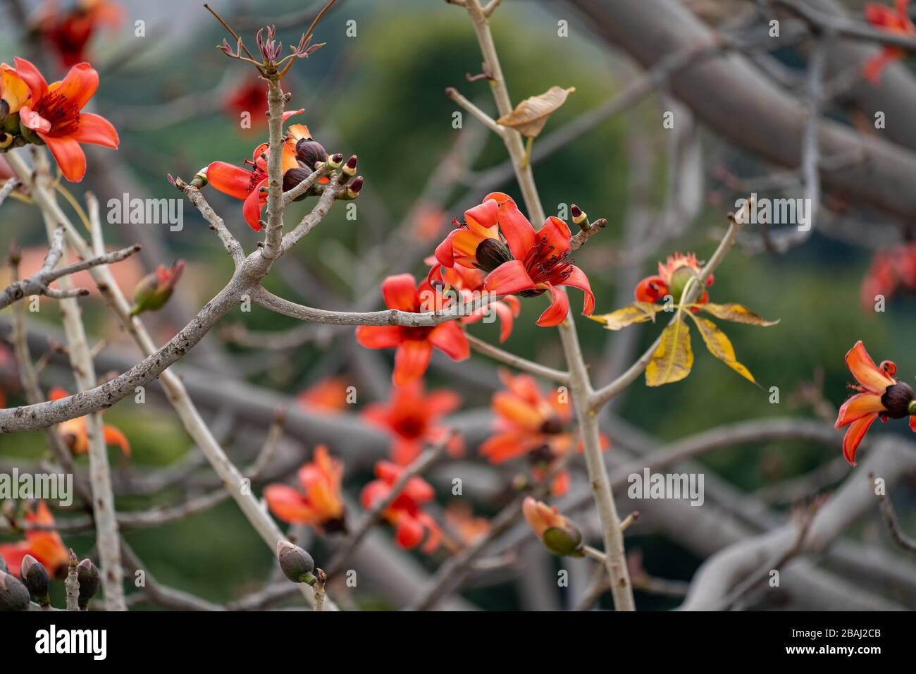 Zweig eines blühenden und blühenden Bombax Ceiba Baums oder einer roten Seidenbaumblume Stockfoto