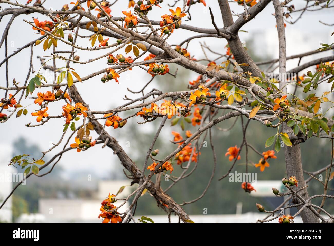 Zweig eines blühenden und blühenden Bombax Ceiba Baums oder einer roten Seidenbaumblume Stockfoto