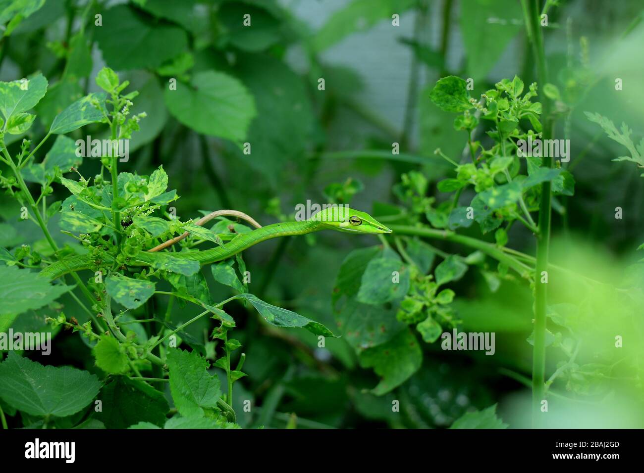 Eine grüne Schlange oder lange nasierte Wischschlange oder Weinschlange oder Reptilien, die in meinem Haus gefangen wurde, botanischer Name von Reptilien ist ahaetulla nasuta. Stockfoto