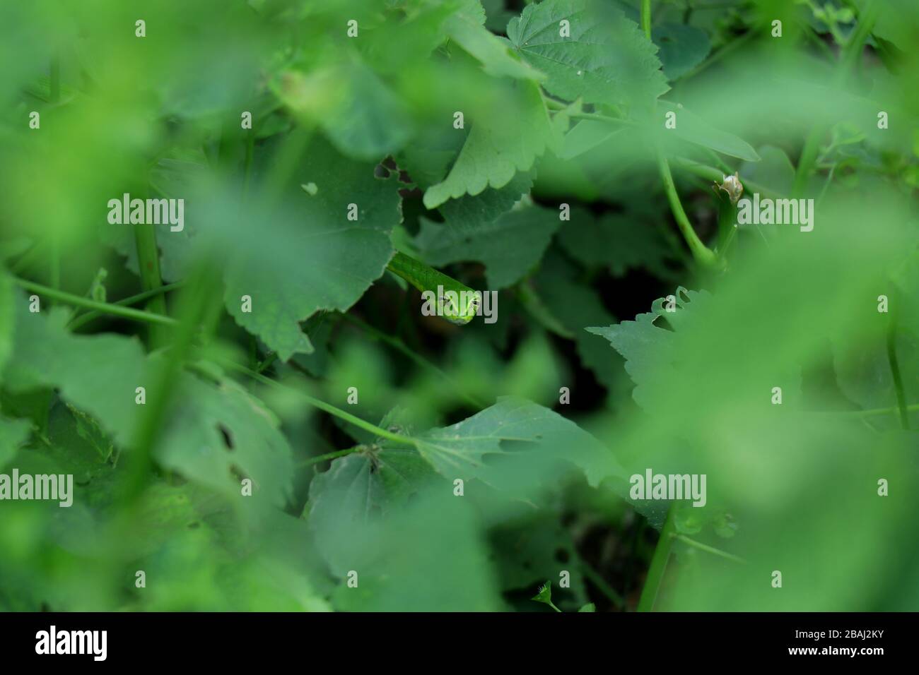 Eine grüne Schlange oder lange nasierte Wischschlange oder Weinschlange oder Reptilien, die in meinem Haus gefangen wurde, botanischer Name von Reptilien ist ahaetulla nasuta. Stockfoto