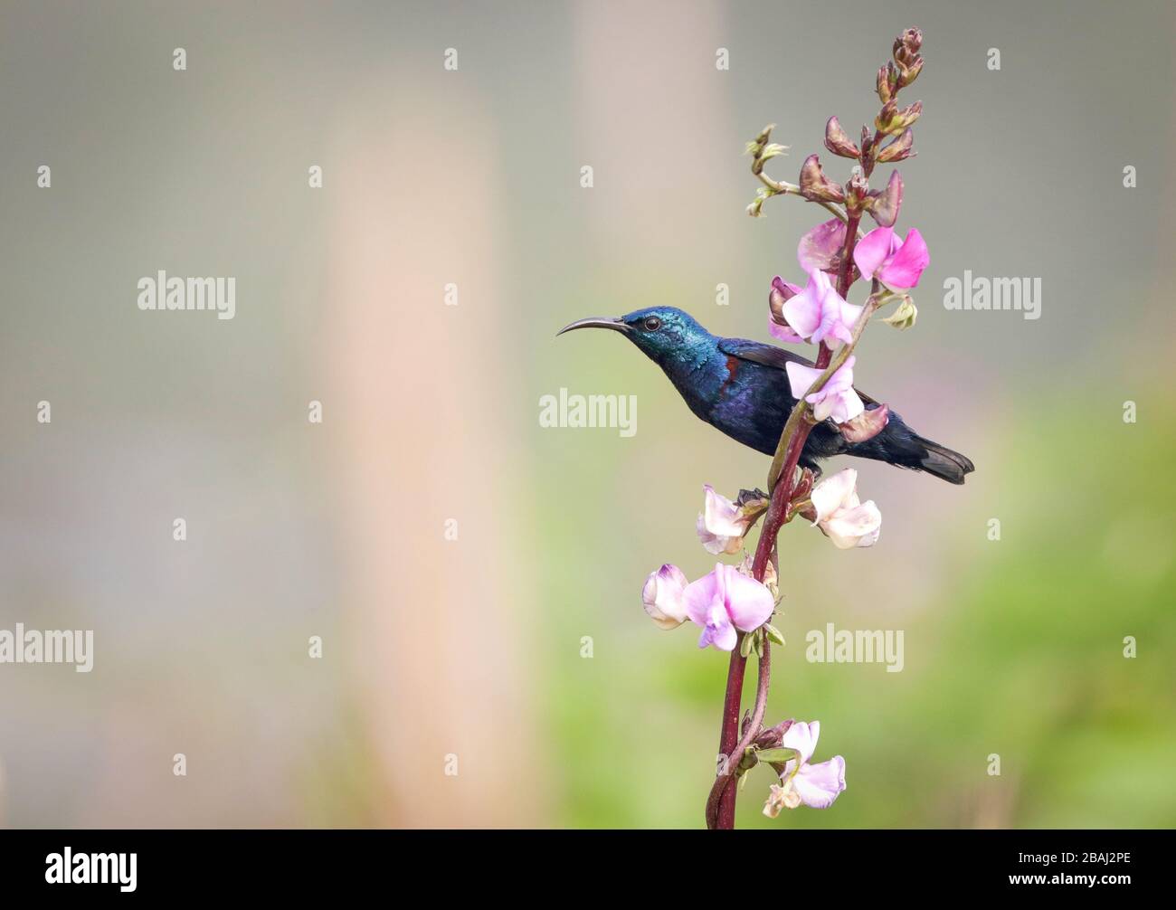 Lila sunbird Stockfoto