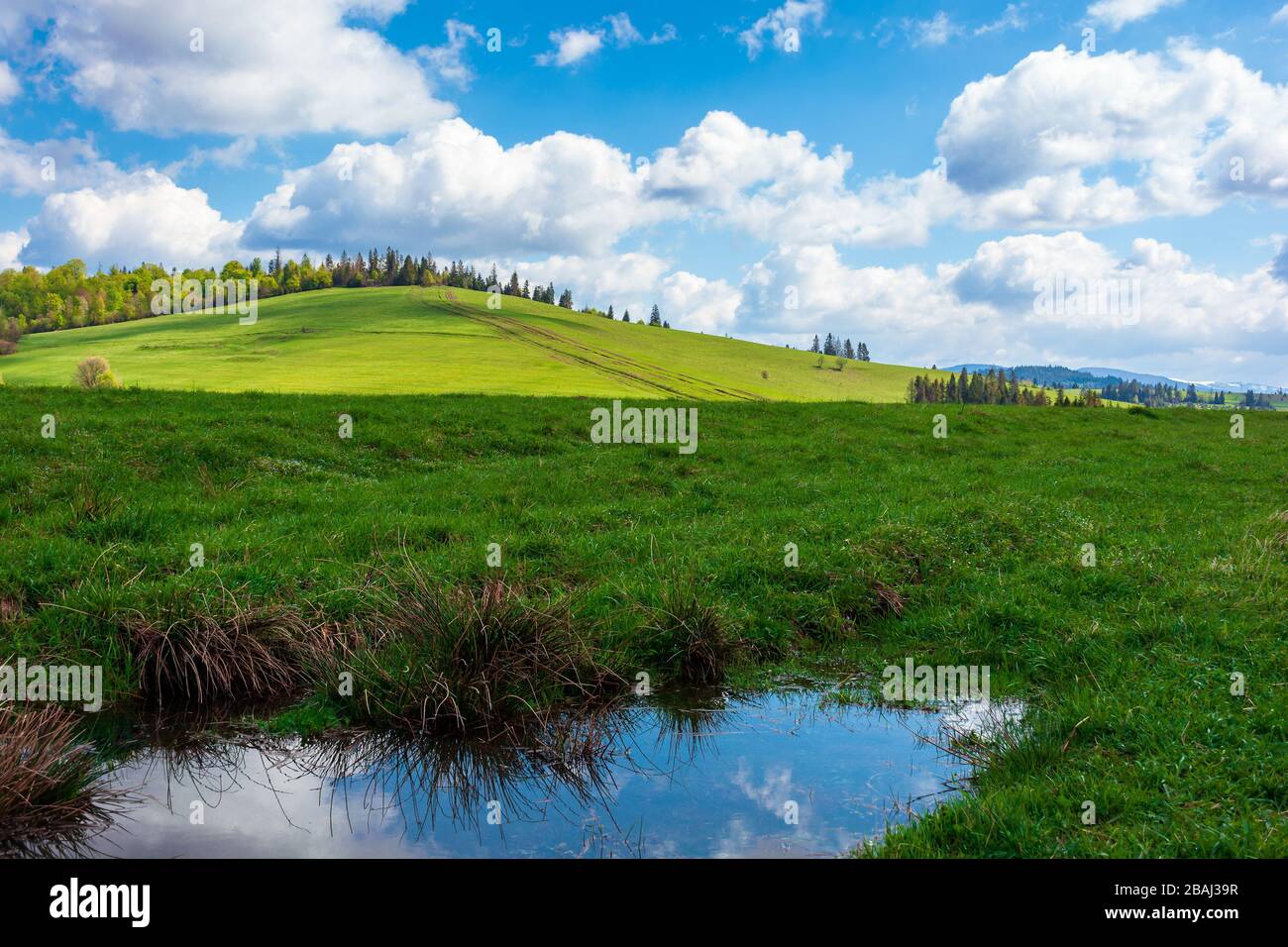 Wunderschönes, sonniges Wetter mit Wolken über dem Hügel. Spiegelung der Pfütze unter grünem Gras auf der Wiese in dappeliertem Ligth, Wald in der Ferne. Großartig Stockfoto