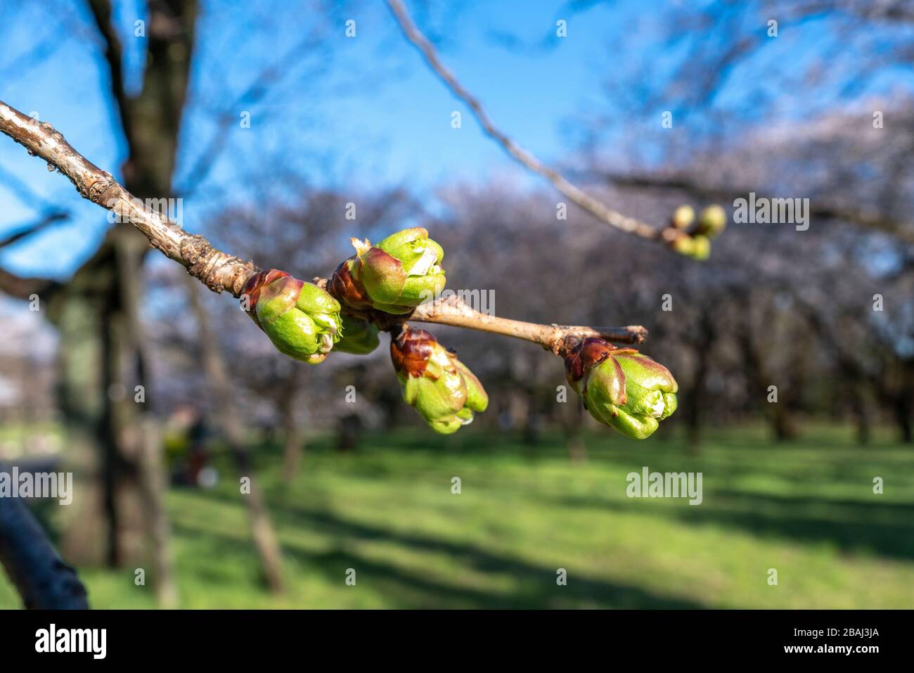 Knospe von Kirschbaum kurz vor der Blüte, Koganei Park, Koganei City, Tokio, Japan Stockfoto