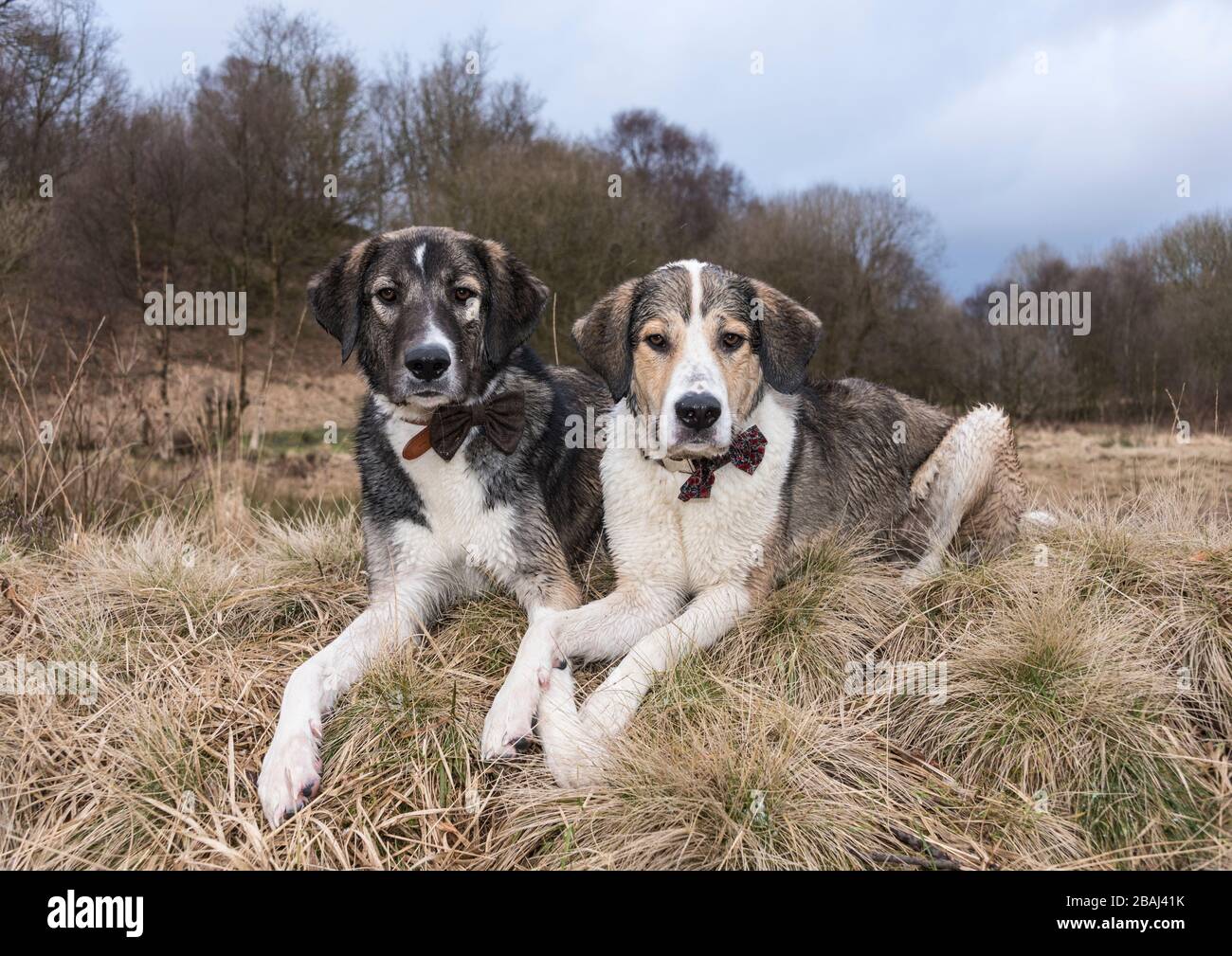 Griechische Berghundkreuze (Schwestern), im Winter in Großbritannien erschossen. Es fängt gerade an zu schneien in diesem Bild. Stockfoto