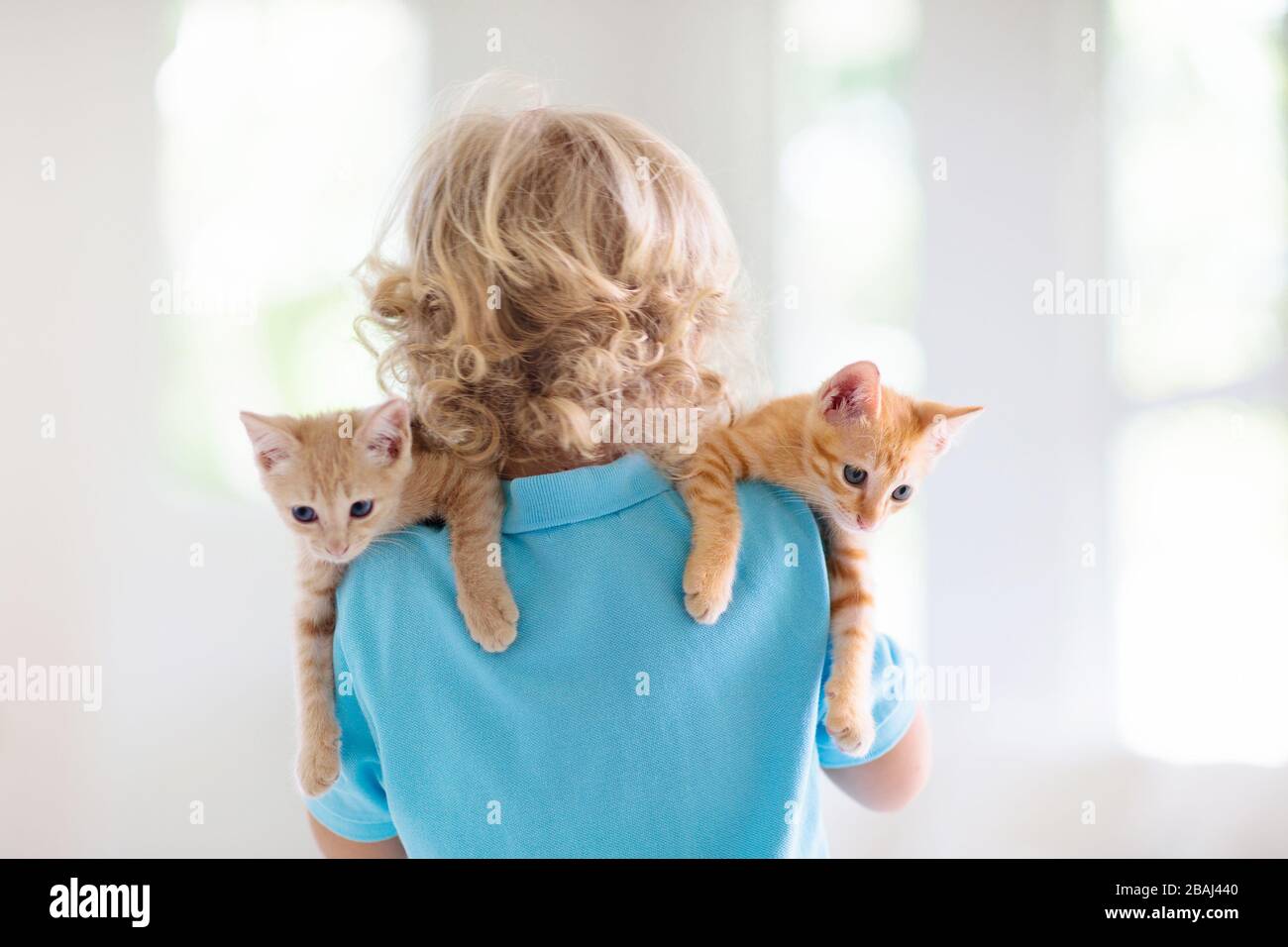 Kind, das eine Babykatze hält. Kinder und Haustiere. Kleiner Junge, der zu Hause niedliche kleine Kätzchen umarmte. Haustier in der Familie mit Kindern. Kinder mit Haustieren. Stockfoto