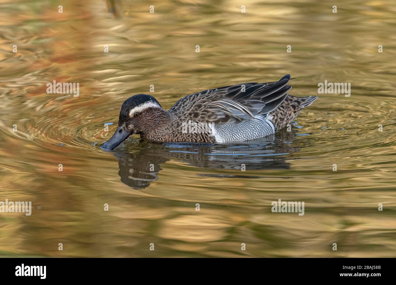 Männliches Garganey, Spatel querquedula, am See; seltener Brutvogel in Großbritannien. Stockfoto