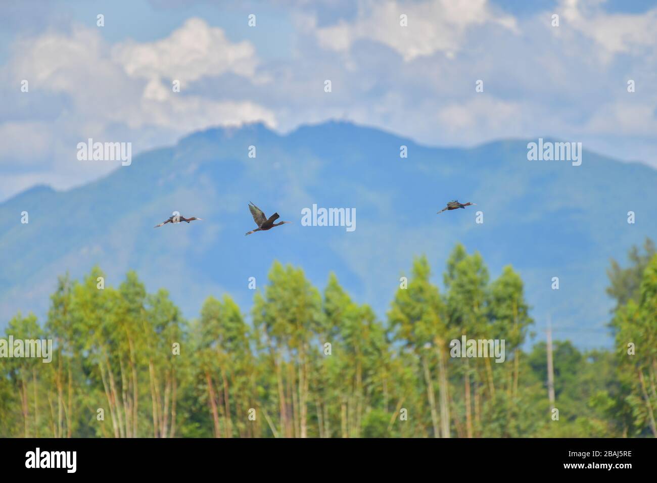 Hochglanzvogel Ibis (Plegadis falcinellus) fliegt auf blauem Himmel. Stockfoto