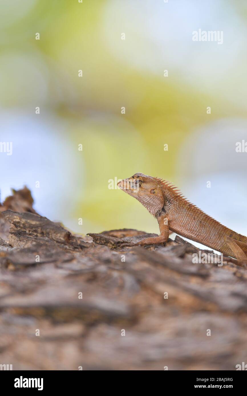 Echse am Baum im tropischen Regenwald. Stockfoto