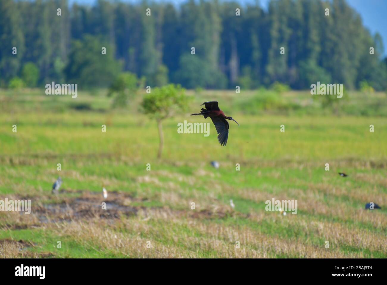 Hochglanzbird Ibis (Plegadis falcinellus) im ländlichen Raum. Stockfoto