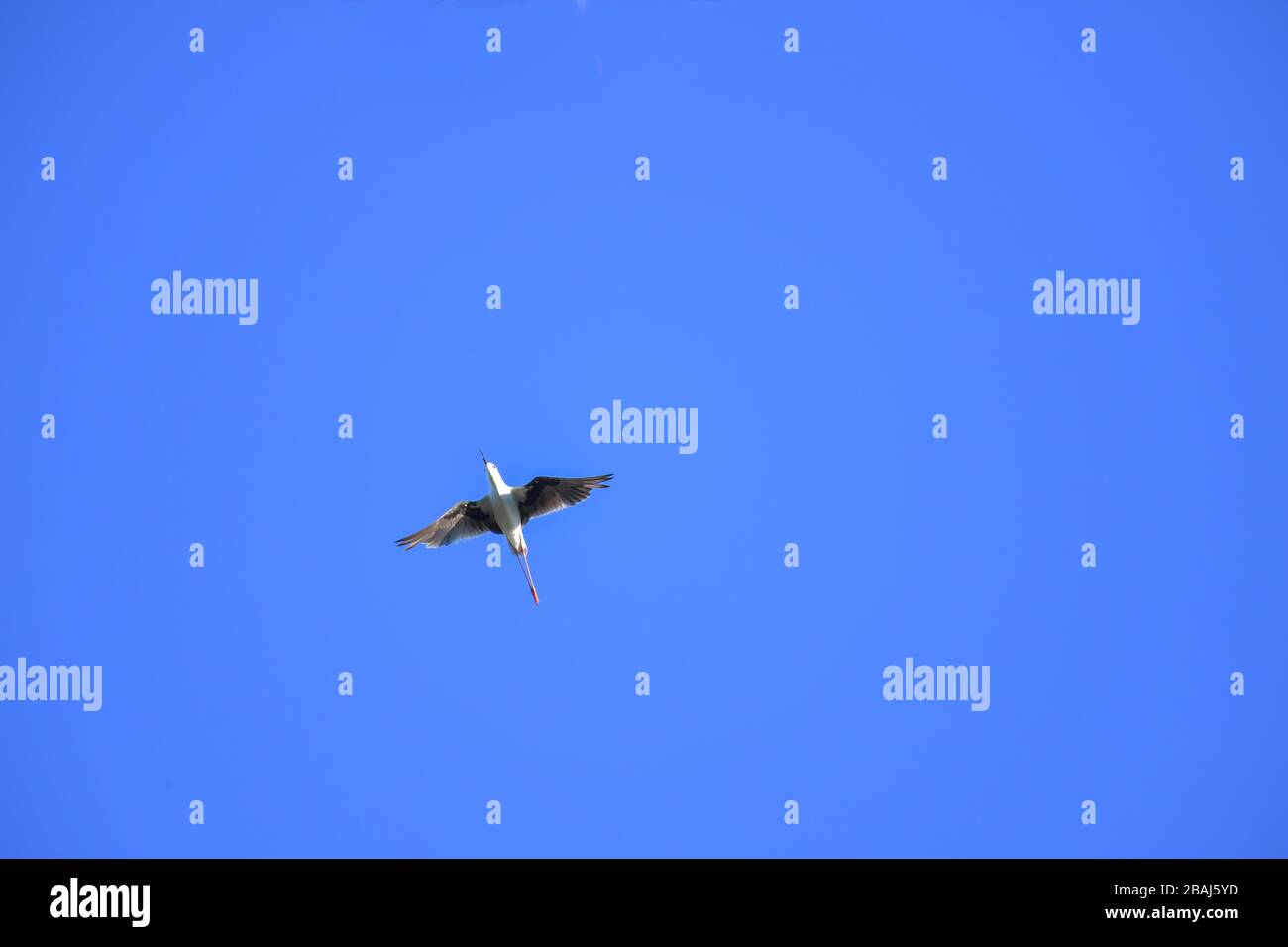 Auf blauem Himmel fliegender, schwarz geflügelter Stelzenvogel (Himantopus himantopus). Stockfoto