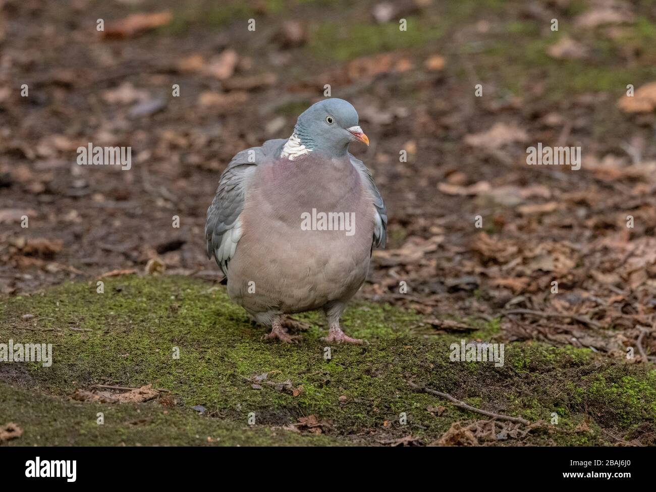 Holztaube, Columba-Palumbus, die sich im Winterwald auf dem Boden ernährt. Stockfoto