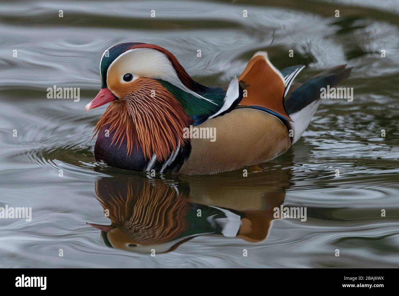 Mandarinente, Aix galericulata, im Winter am See. Ostasien. Stockfoto