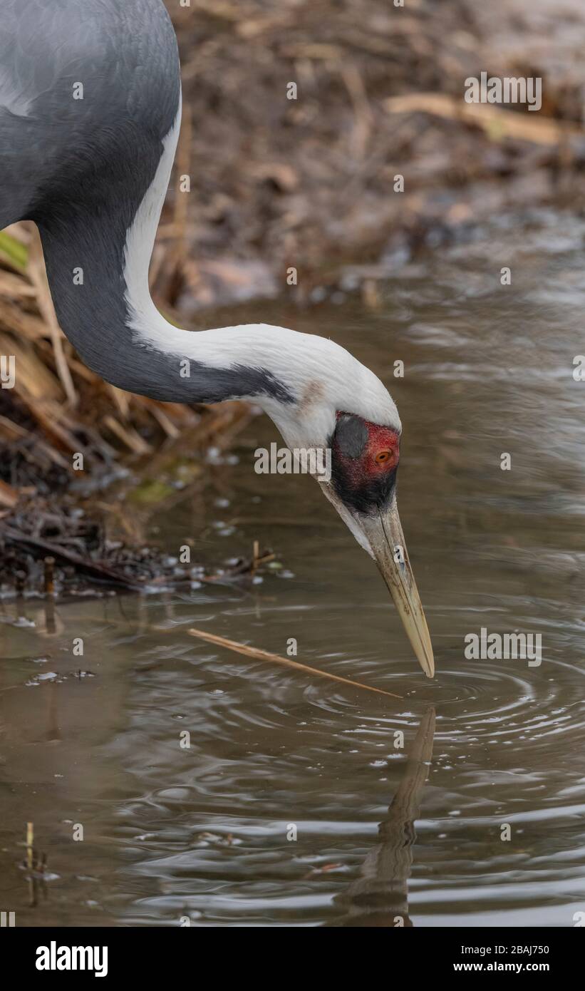 Ein seltener und gefährdeter Kran mit weißer Noppe, Antigone vipio, trinkt im Pool. Stockfoto