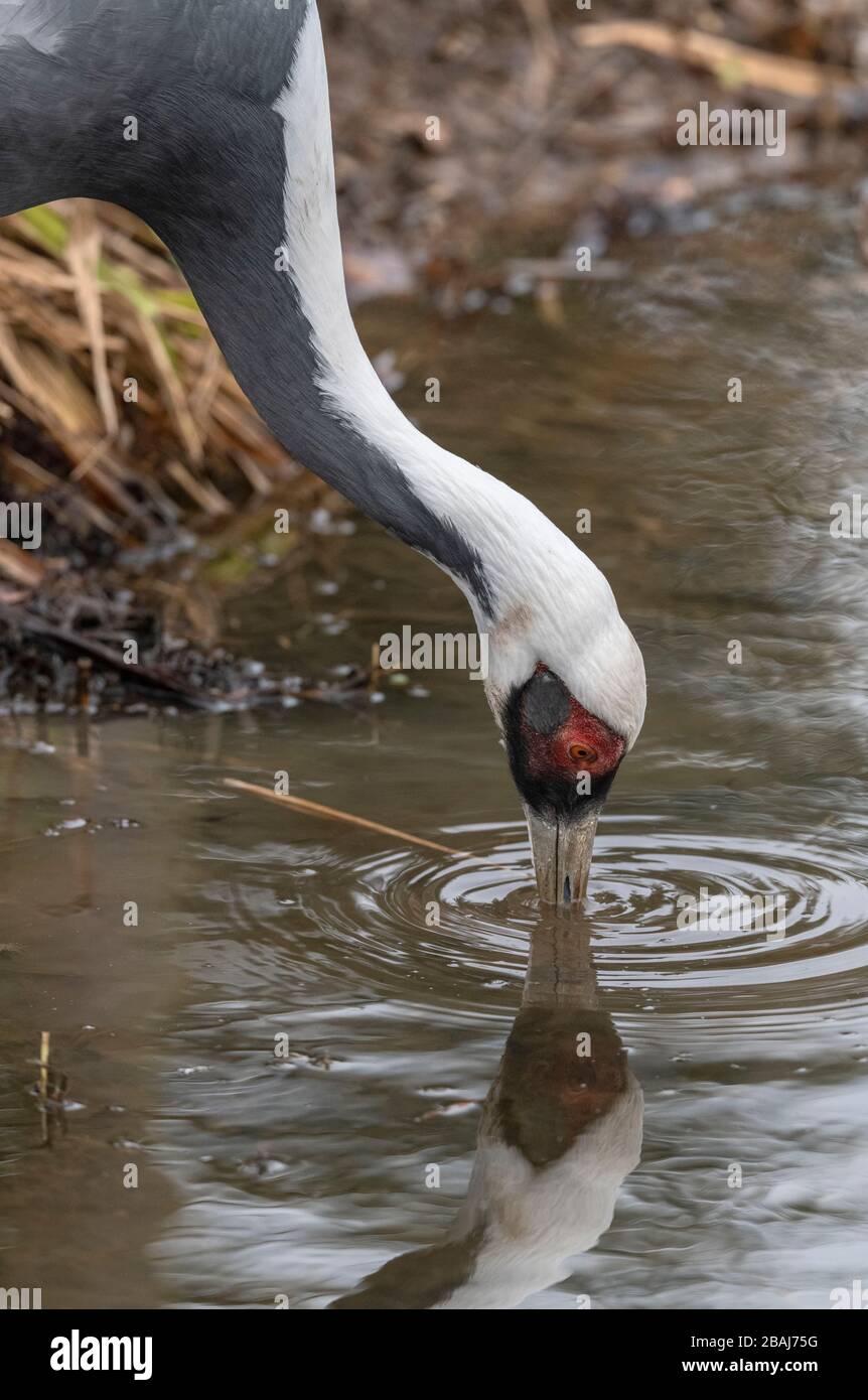 Ein seltener und gefährdeter Kran mit weißer Noppe, Antigone vipio, trinkt im Pool. Stockfoto