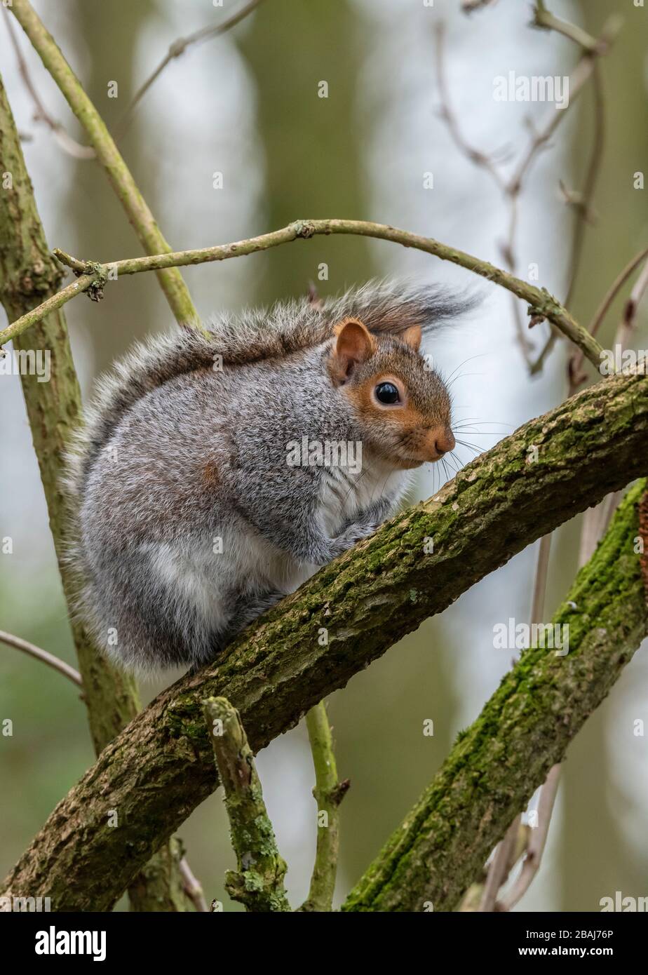 Grauhörnchen, Sciurus carolinensis, im Winter auf dem älteren Zweig; Norfolk. Stockfoto