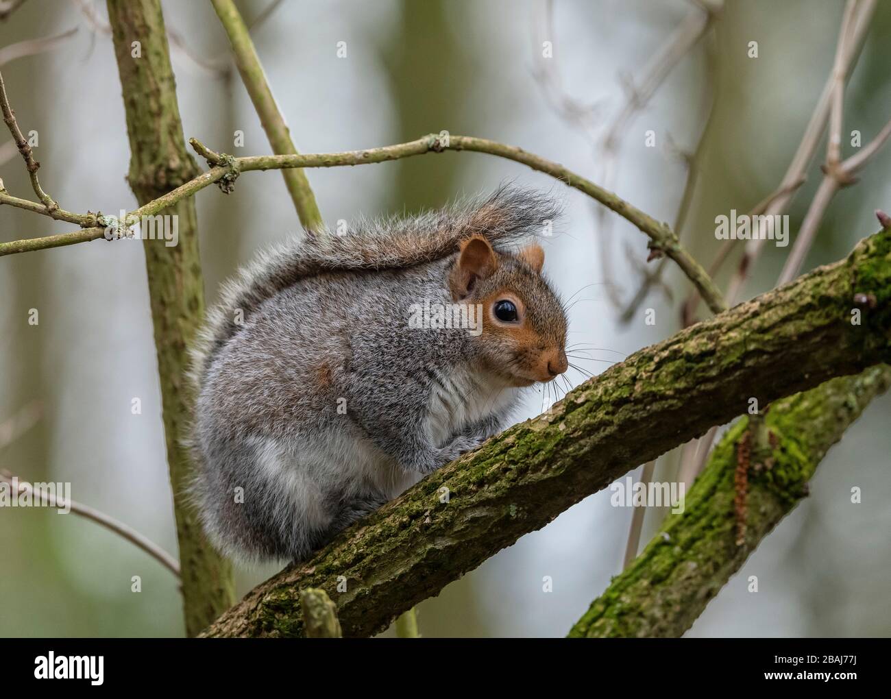 Grauhörnchen, Sciurus carolinensis, im Winter auf dem älteren Zweig; Norfolk. Stockfoto