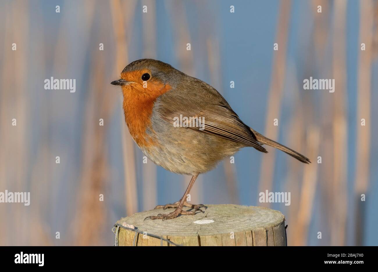European Robin, Erithacus rubecula, auf dem Pfosten im Schilfbett, Winter. Dorset. Stockfoto