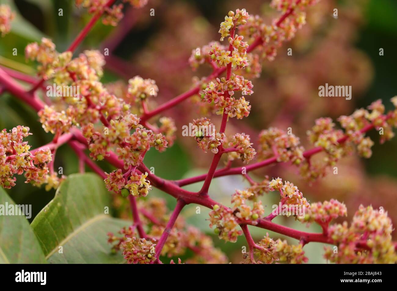 Nicht fokussiert Aufnahme roter Mango-Blumen in vollem Wachstum mit unschärfem Hintergrund Stockfoto