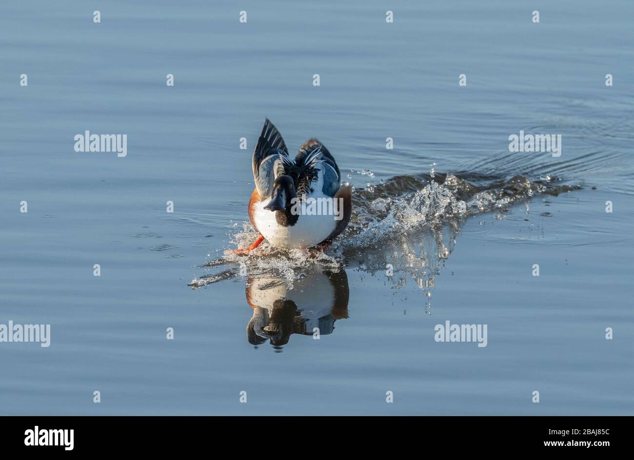 Männlich Northern shoveler, Spatel Clypeata, kommt in den flachen Küstensee Dorset zu Land. Stockfoto